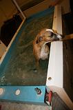 JACUZZI SPA - WHIPPET 023